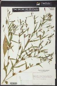 Ludwigia decurrens image