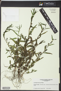 Ludwigia decurrens image