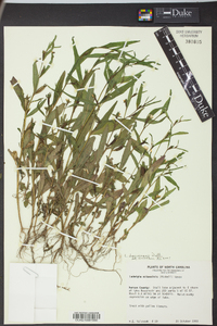 Ludwigia decurrens image