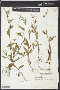 Ludwigia decurrens image