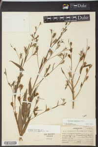 Ludwigia decurrens image