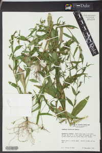 Ludwigia decurrens image