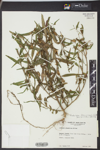 Ludwigia decurrens image