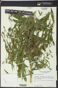 Ludwigia decurrens image