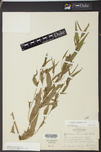 Ludwigia decurrens image