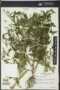 Ludwigia decurrens image