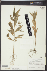 Ludwigia decurrens image