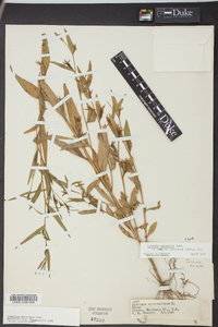 Ludwigia decurrens image