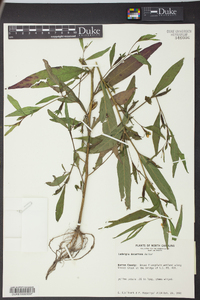 Ludwigia decurrens image