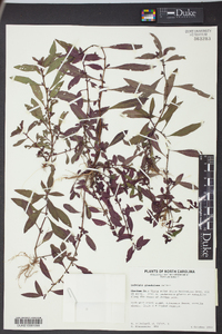 Ludwigia glandulosa image