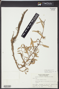 Ludwigia glandulosa image