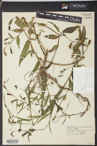 Ludwigia decurrens image