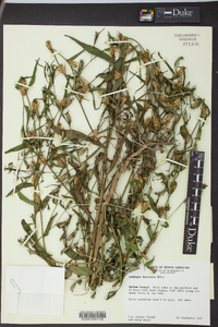 Ludwigia decurrens image