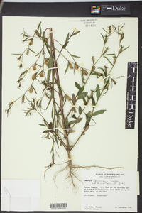 Ludwigia decurrens image