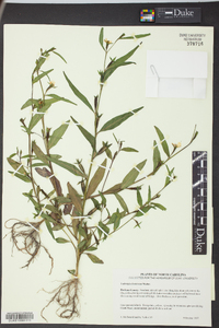 Ludwigia decurrens image