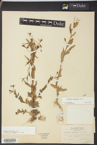 Ludwigia decurrens image