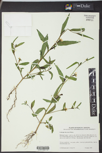 Ludwigia decurrens image