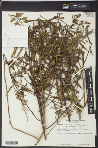 Ludwigia leptocarpa image