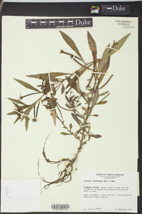 Ludwigia leptocarpa image