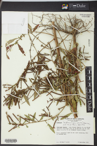 Ludwigia leptocarpa image