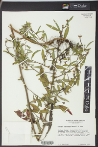 Ludwigia leptocarpa image