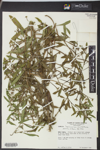 Ludwigia leptocarpa image