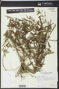 Ludwigia leptocarpa image