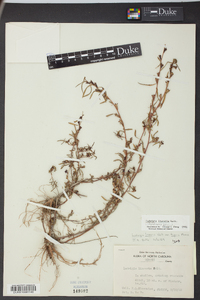 Ludwigia linearis image