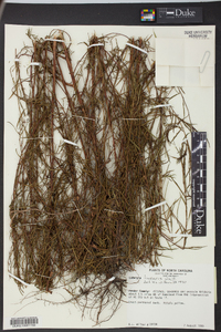 Ludwigia linearis image