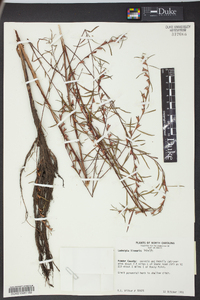 Ludwigia linearis image