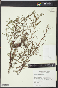 Ludwigia linearis image