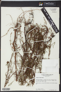 Ludwigia linearis image