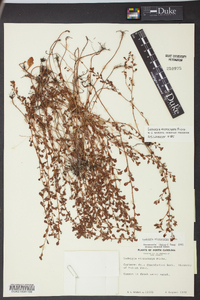 Ludwigia microcarpa image