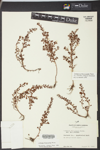 Ludwigia microcarpa image