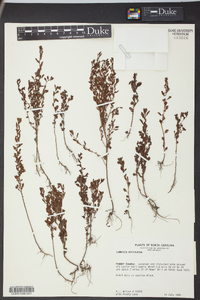 Ludwigia microcarpa image