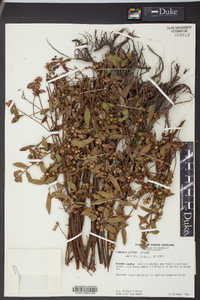 Ludwigia pilosa image