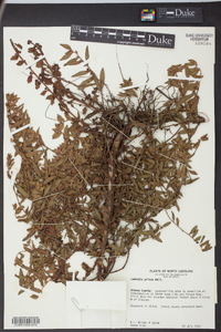 Ludwigia pilosa image