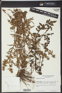 Ludwigia pilosa image