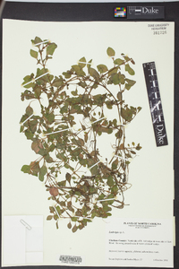 Ludwigia alata image