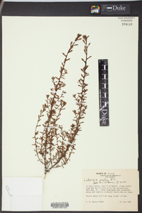 Ludwigia alata image