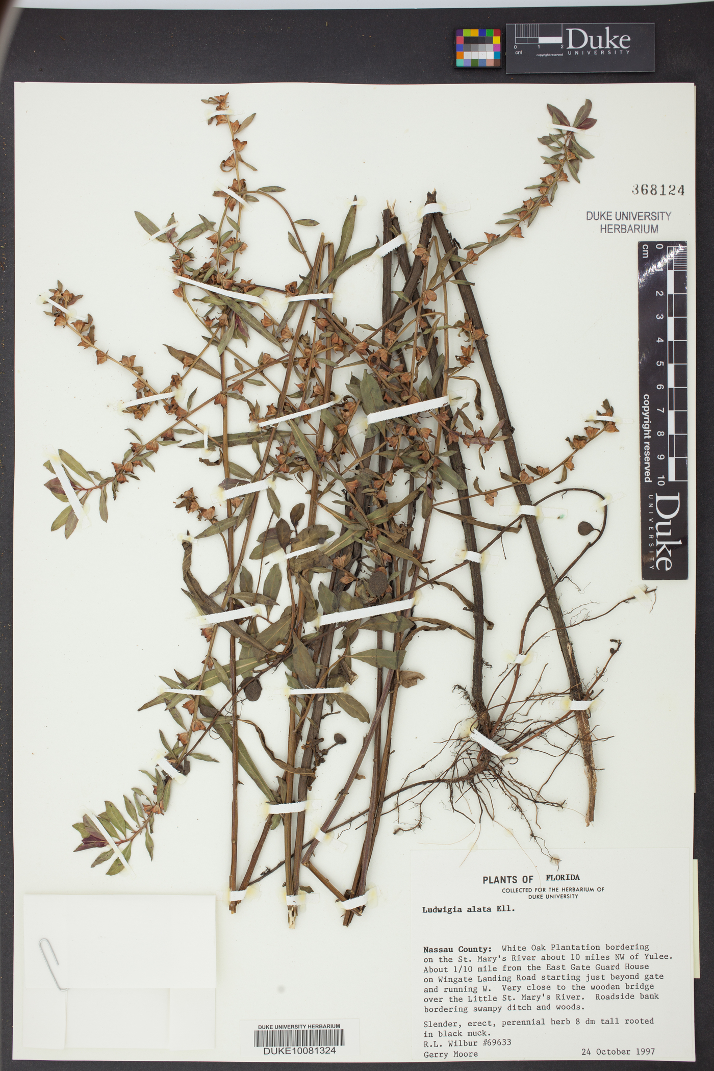 Ludwigia alata image