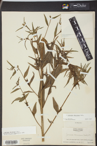 Ludwigia decurrens image