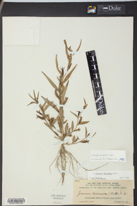 Ludwigia decurrens image