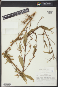 Ludwigia decurrens image