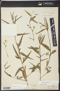 Ludwigia decurrens image