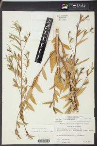 Ludwigia decurrens image