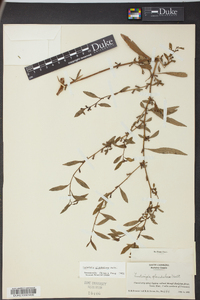 Ludwigia glandulosa image