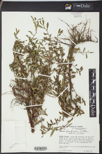 Ludwigia glandulosa image