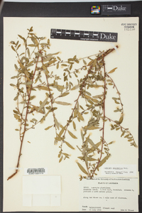 Ludwigia glandulosa image