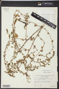 Ludwigia glandulosa image